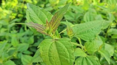 Yapraklı kromolaena kokulu bitki çalıları arasında yabani olarak yetişiyor..