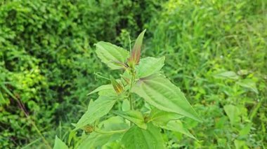 Yapraklı kromolaena kokulu bitki çalıları arasında yabani olarak yetişiyor..