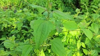 Yapraklı kromolaena kokulu bitki çalıları arasında yabani olarak yetişiyor..