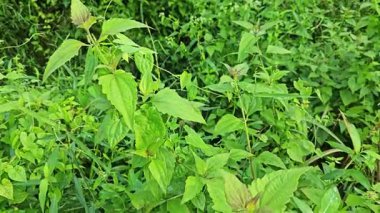 Yapraklı kromolaena kokulu bitki çalıları arasında yabani olarak yetişiyor..