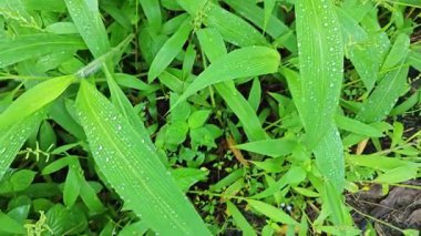 setaria palmifolia, palmiye yağı tarlasında bulunan uzun ömürlü bir ot.. 