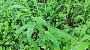 setaria palmifolia, palmiye yağı tarlasında bulunan uzun ömürlü bir ot.. 