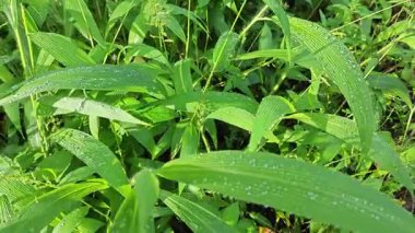 setaria palmifolia, palmiye yağı tarlasında bulunan uzun ömürlü bir ot.. 