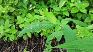 setaria palmifolia, palmiye yağı tarlasında bulunan uzun ömürlü bir ot.. 