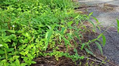 setaria palmifolia, palmiye yağı tarlasında bulunan uzun ömürlü bir ot.. 