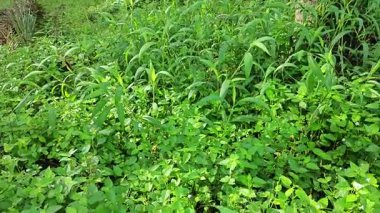 setaria palmifolia, palmiye yağı tarlasında bulunan uzun ömürlü bir ot.. 