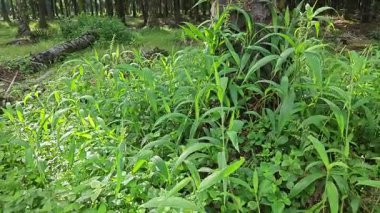 setaria palmifolia, palmiye yağı tarlasında bulunan uzun ömürlü bir ot.. 