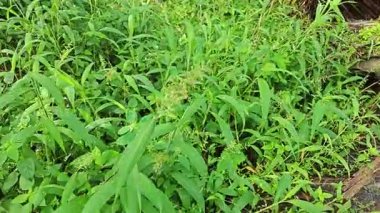 setaria palmifolia, palmiye yağı tarlasında bulunan uzun ömürlü bir ot.. 