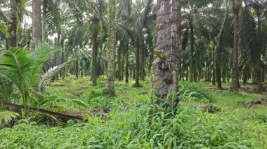setaria palmifolia, palmiye yağı tarlasında bulunan uzun ömürlü bir ot.. 