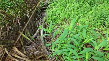 setaria palmifolia, palmiye yağı tarlasında bulunan uzun ömürlü bir ot.. 