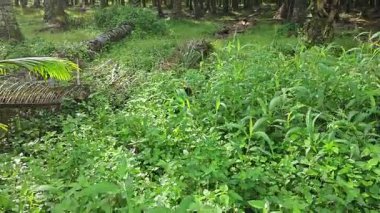 setaria palmifolia, palmiye yağı tarlasında bulunan uzun ömürlü bir ot.. 