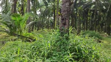 setaria palmifolia, palmiye yağı tarlasında bulunan uzun ömürlü bir ot.. 