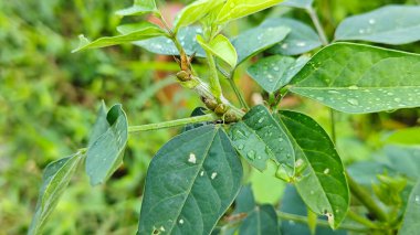 Çekim bitkisinin düğümünün etrafında saklanan küçük yeşil kokulu böcekler..
