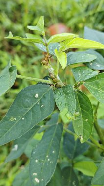 Çekim bitkisinin düğümünün etrafında saklanan küçük yeşil kokulu böcekler..
