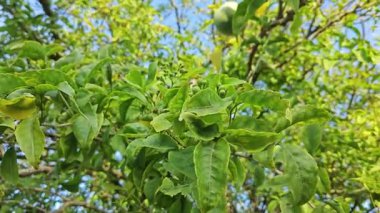 Aegle marmelolarının dallarına bakarak çiçek açan tomurcuklar ve meyveler. 