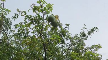 Aegle marmelolarının dallarına bakarak çiçek açan tomurcuklar ve meyveler. 