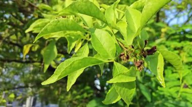 Aegle marmelolarının dallarına bakarak çiçek açan tomurcuklar ve meyveler. 