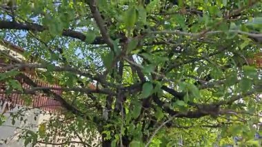 Aegle marmelolarının dallarına bakarak çiçek açan tomurcuklar ve meyveler. 