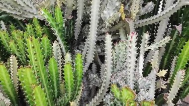 Öforbi lactea haw kaktüs bitkisinin açık hava bitkisi.  