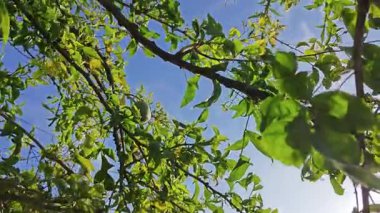 Öforbi lactea haw kaktüs bitkisinin açık hava bitkisi.