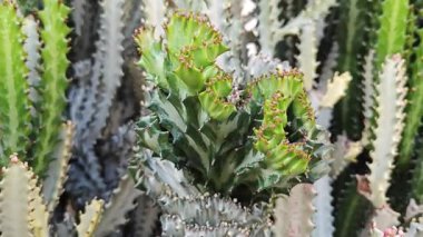 Öforbi lactea haw kaktüs bitkisinin açık hava bitkisi.