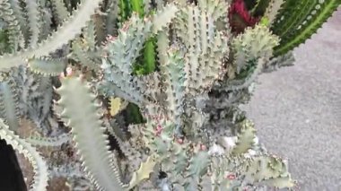 Öforbi lactea haw kaktüs bitkisinin açık hava bitkisi.