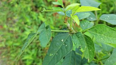Çekim bitkisinin düğümünün etrafında saklanan küçük yeşil kokulu böcekler..