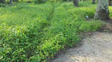 Tekerlek izleri ya da kırsal alanda bırakılan izler..