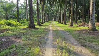 Tekerlek izleri ya da kırsal alanda bırakılan izler..
