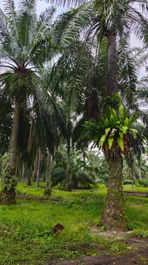 Hurma ağacının kütüğünün üstüne bakan yabani kuş yuvası eğreltiotu..