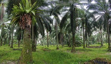 Hurma ağacının kütüğünün üstüne bakan yabani kuş yuvası eğreltiotu..