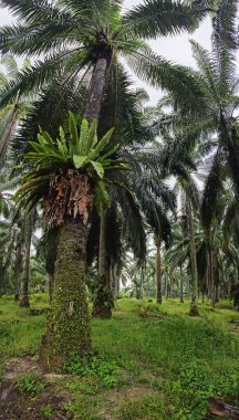 Hurma ağacının kütüğünün üstüne bakan yabani kuş yuvası eğreltiotu..