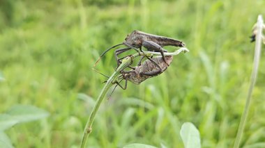 Koreid yaprağı ayaklı böcekler sürünen ot bitkisine tırmanıyor..   