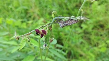 Yabani ot dalında asılı Koreid yaprağı ayaklı böcekler. 