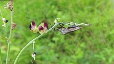 Yabani ot dalında asılı Koreid yaprağı ayaklı böcekler. 