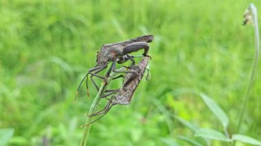 Yabani ot dalında asılı Koreid yaprağı ayaklı böcekler. 