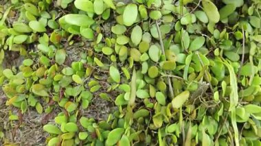 Hurma ağacının kütüğünün üstüne bakan yabani kuş yuvası eğreltiotu.. 