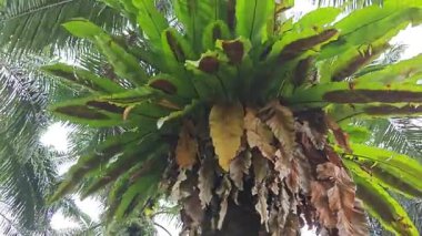 Hurma ağacının kütüğünün üstüne bakan yabani kuş yuvası eğreltiotu.. 