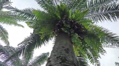 Hurma ağacının kütüğünün üstüne bakan yabani kuş yuvası eğreltiotu.. 