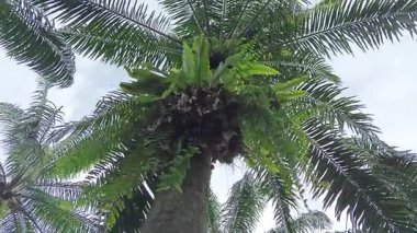 Hurma ağacının kütüğünün üstüne bakan yabani kuş yuvası eğreltiotu.. 