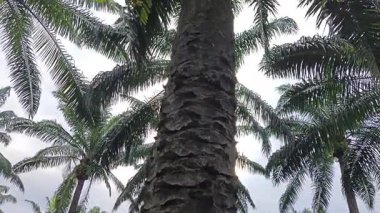 Hurma ağacının kütüğünün üstüne bakan yabani kuş yuvası eğreltiotu.. 