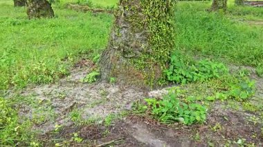 Hurma ağacının kütüğünün üstüne bakan yabani kuş yuvası eğreltiotu.. 