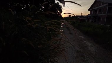 Kırsal patika boyunca uzanan uzun yaban otları günbatımı gökyüzü mesafesinde.