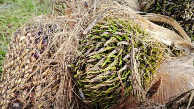 Hasat palmiyesi yağı kümesinden çıkan keskin dikenli yapraklar..