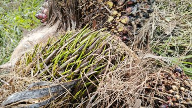 Hasat palmiyesi yağı kümesinden çıkan keskin dikenli yapraklar..