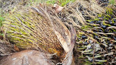 Hasat palmiyesi yağı kümesinden çıkan keskin dikenli yapraklar..