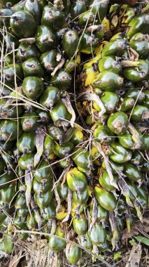 Hasat palmiyesi yağı kümesinden çıkan keskin dikenli yapraklar..