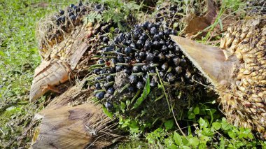 Hasat palmiyesi yağı kümesinden çıkan keskin dikenli yapraklar..
