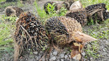 Hasat palmiyesi yağı kümesinden çıkan keskin dikenli yapraklar..