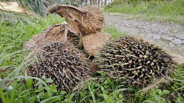 Hasat palmiyesi yağı kümesinden çıkan keskin dikenli yapraklar..